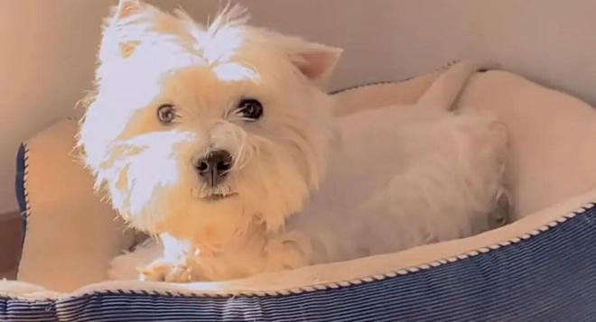 皇冠体彩网站入口官网宠物狗被毒死女子辞职